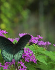Morpho Mirror