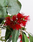 Eucalyptus flowering mix in vase