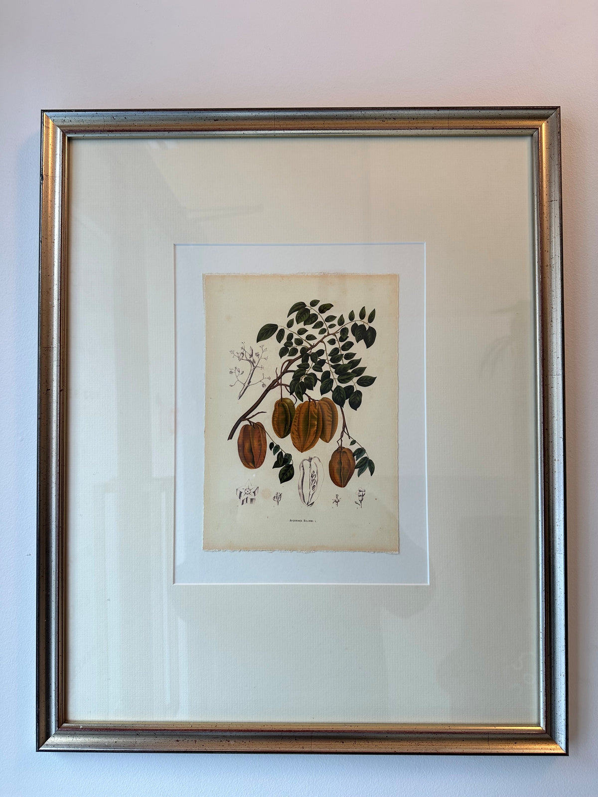 Botanica Illustration by Berthe Hoola Van Nooten