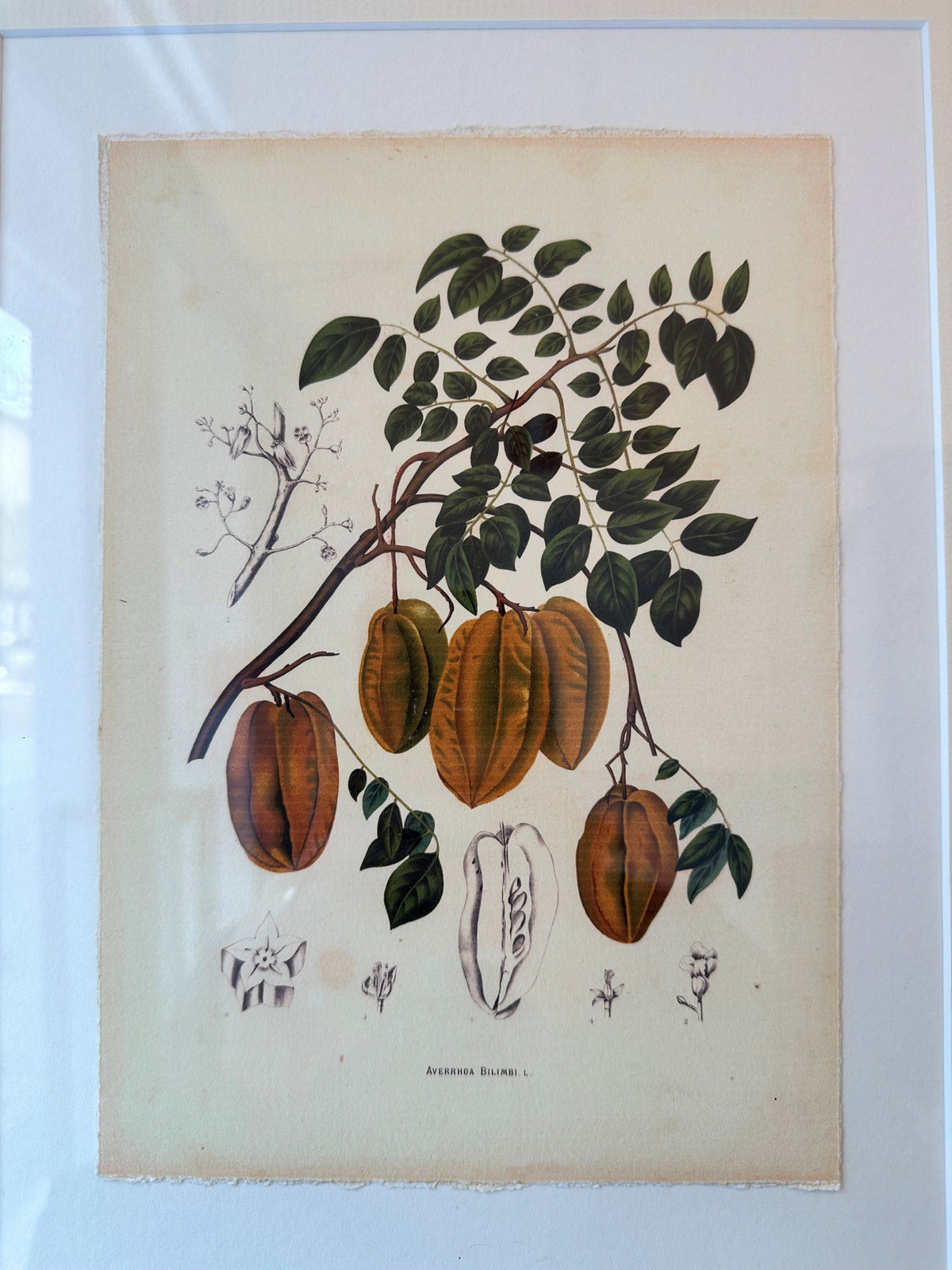 Botanica Illustration by Berthe Hoola Van Nooten