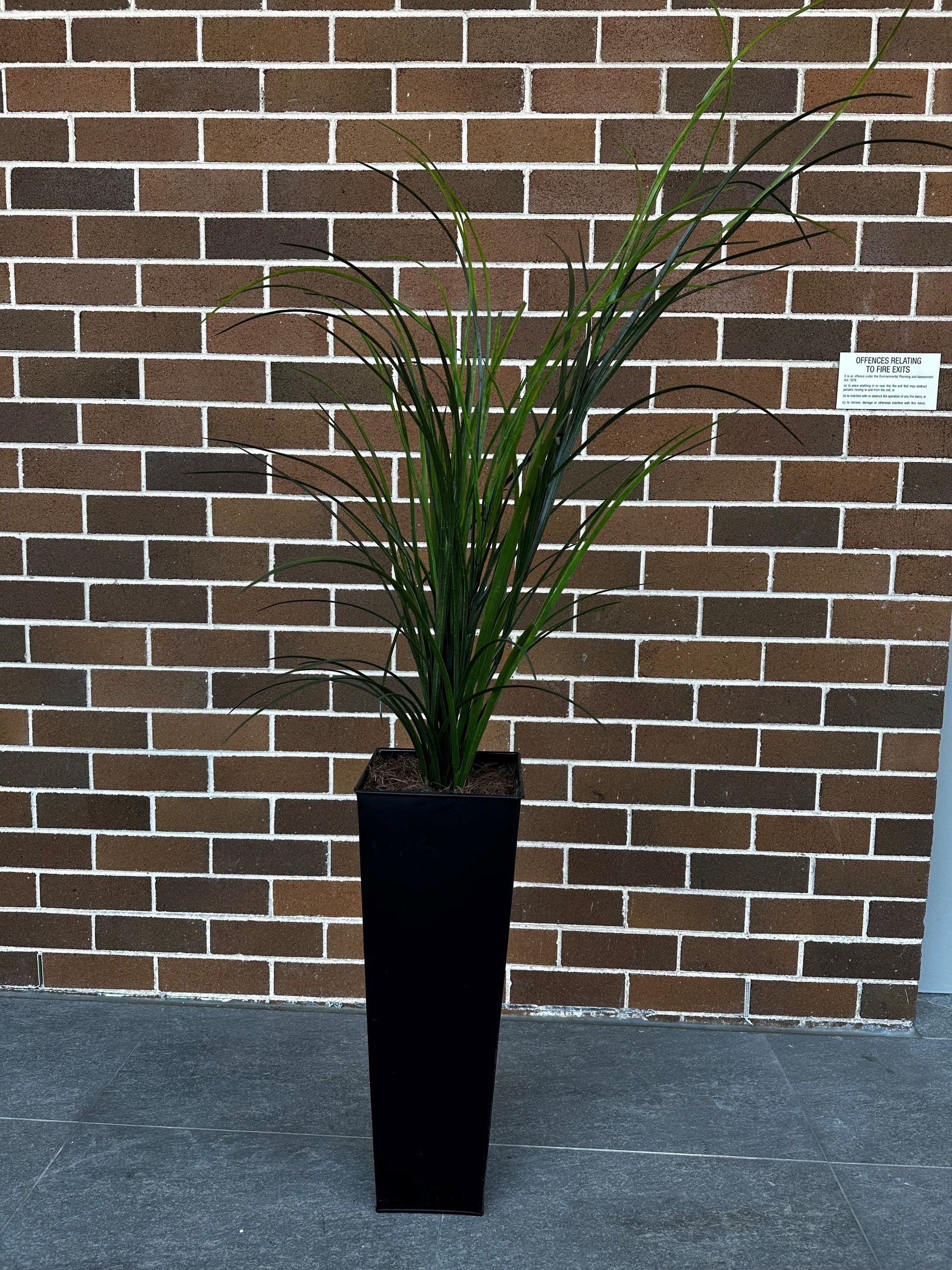 Tall Grass in Pot.
