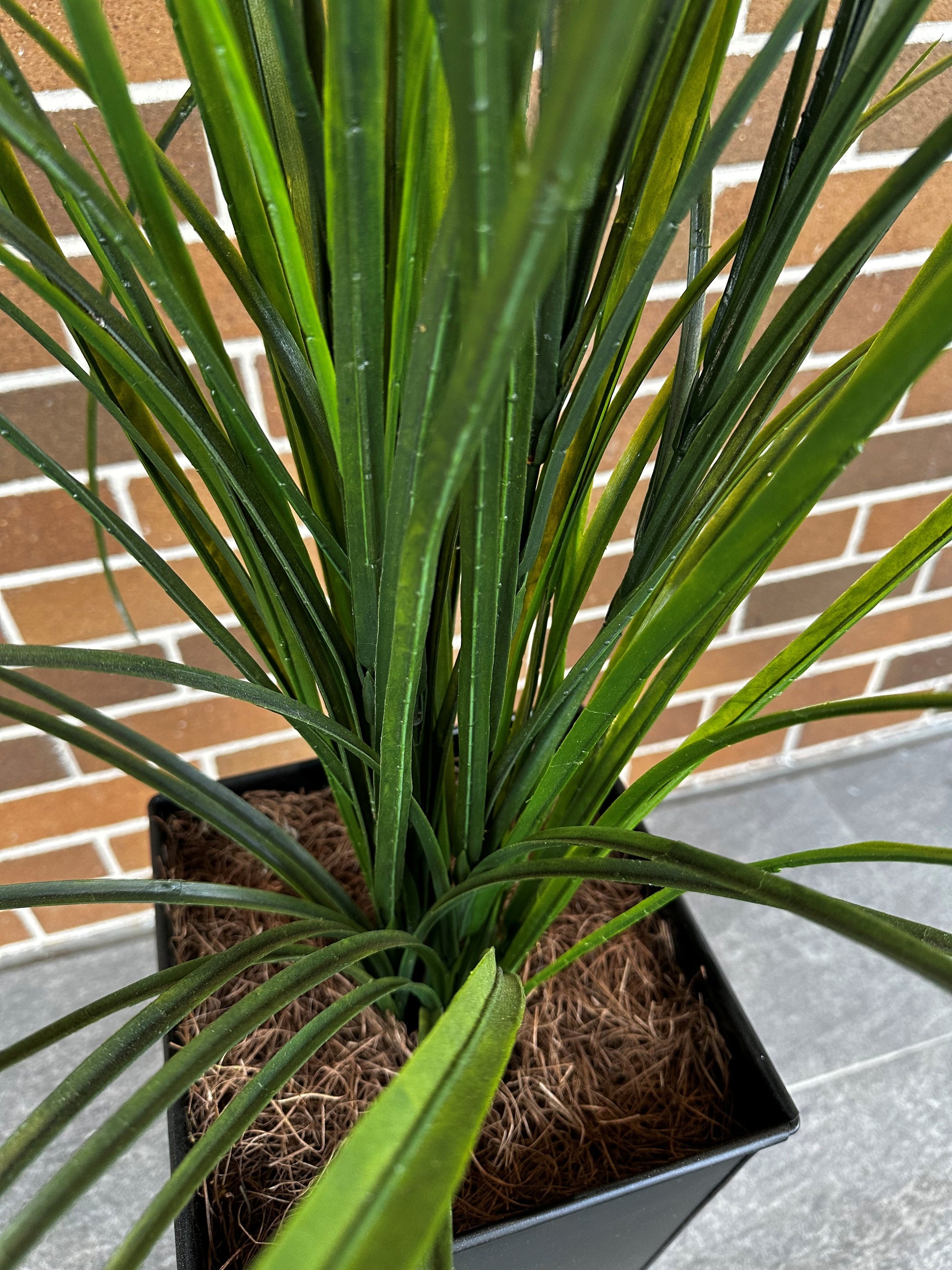 Tall Grass in Pot.