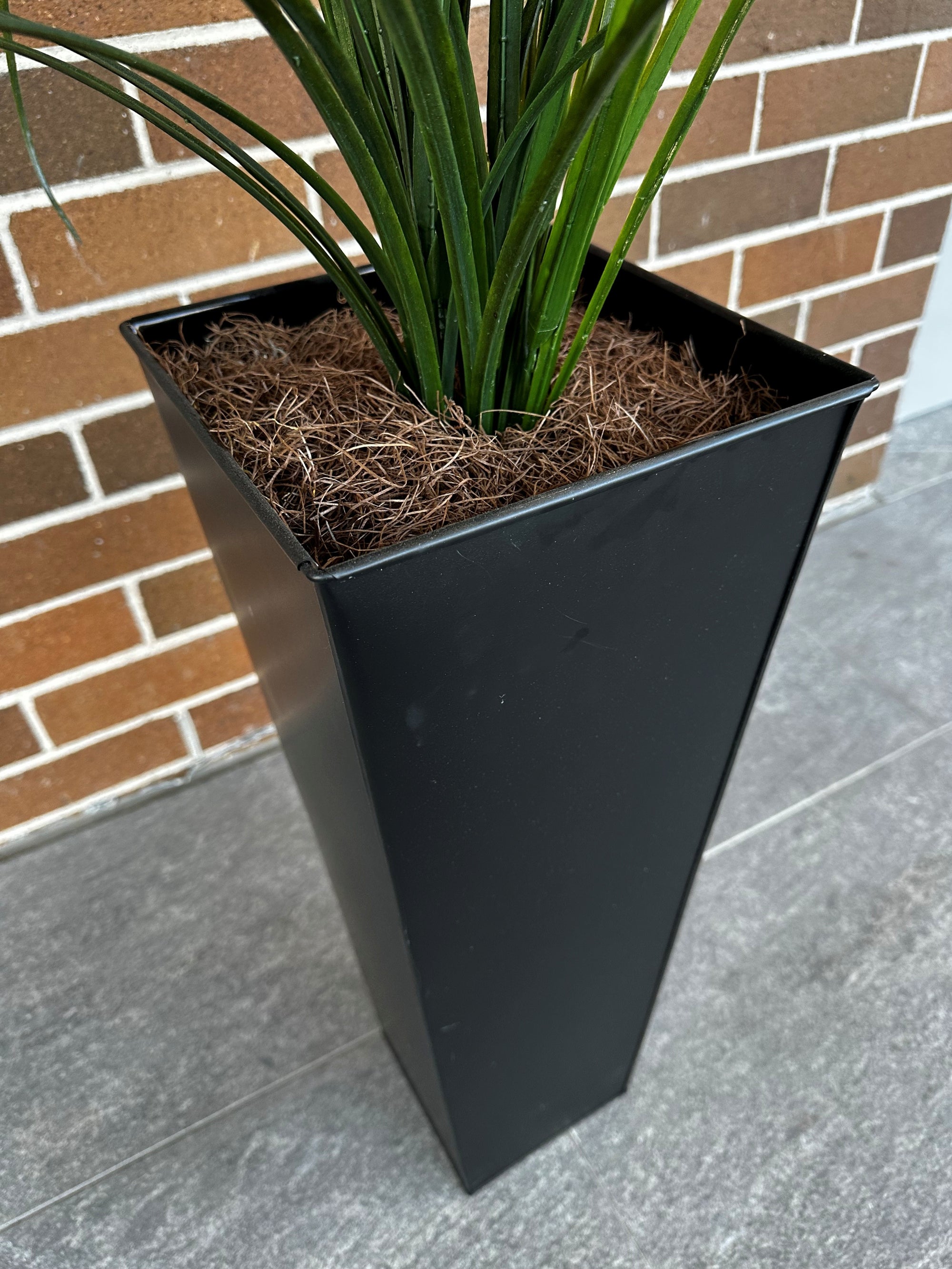 Tall Grass in Pot.
