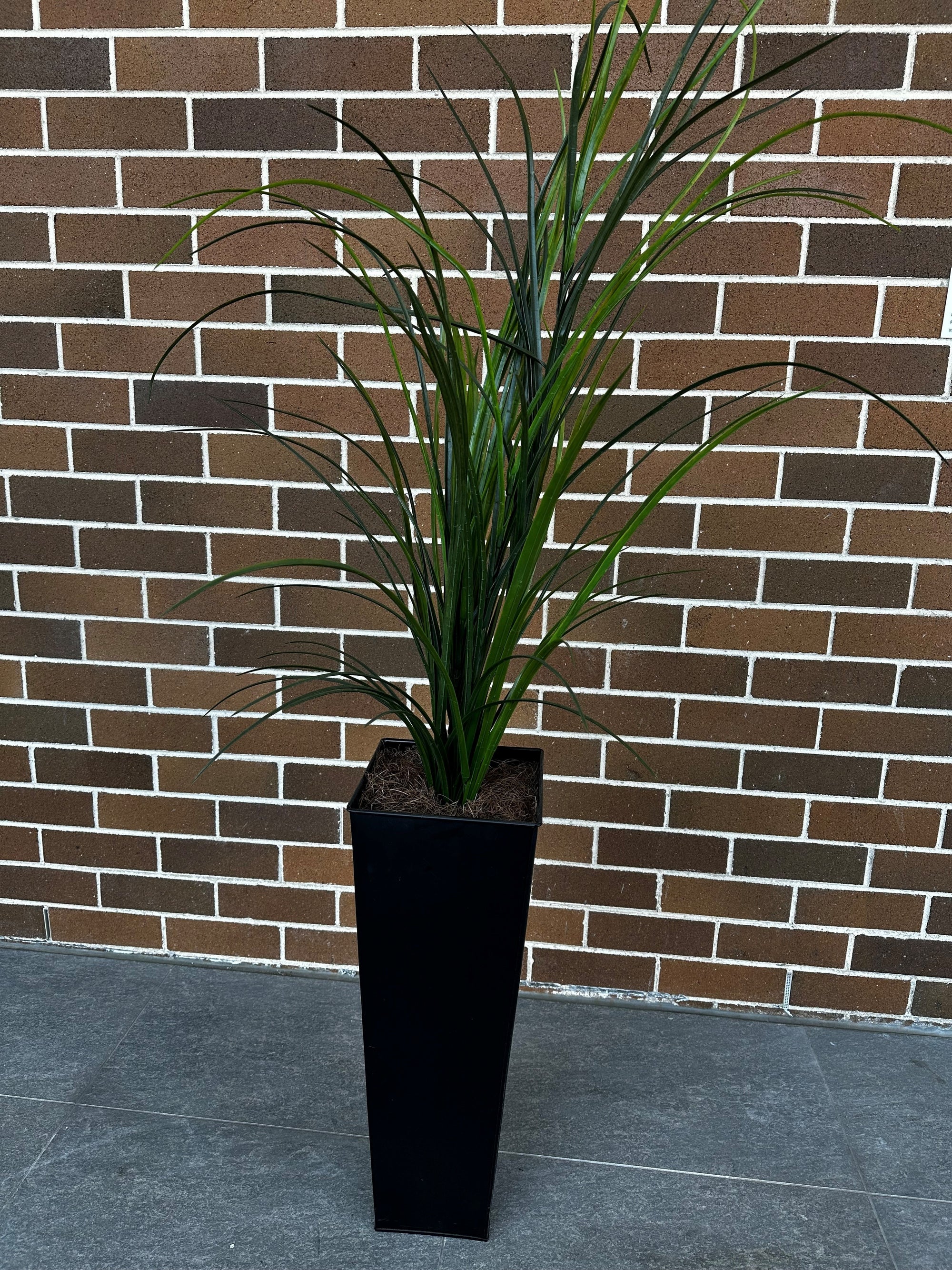 Tall Grass in Pot.